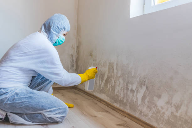 Licensed Mold Remediation service in Hastings, PA - WQB Mold Removal